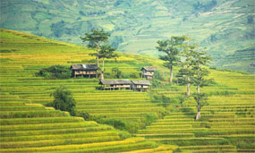 Myanmar Landschaft mit Reisfeldern und Stelzenhaus